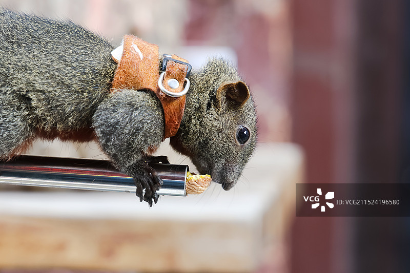 吃坚果的可爱宠物松鼠图片素材
