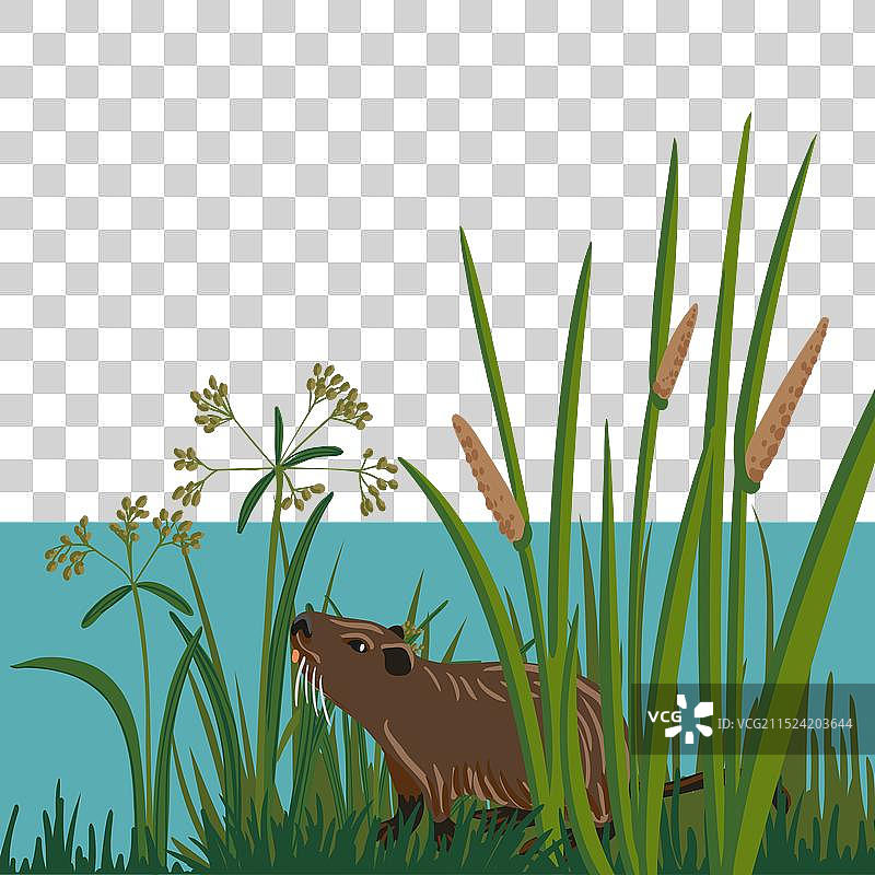 河狸鼠绘画图片素材