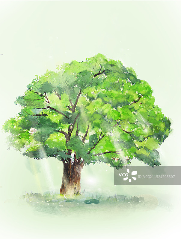 明媚阳光下一棵枝叶繁茂的大树图片素材