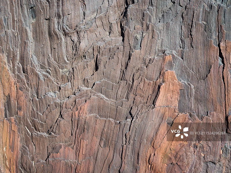 古树化石图片素材