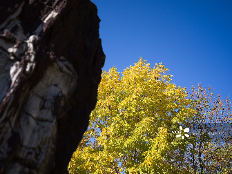 古树化石图片素材