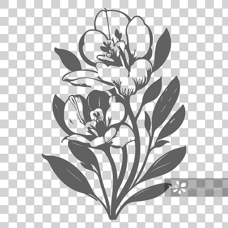 灰色小苍兰花卉素描图片素材