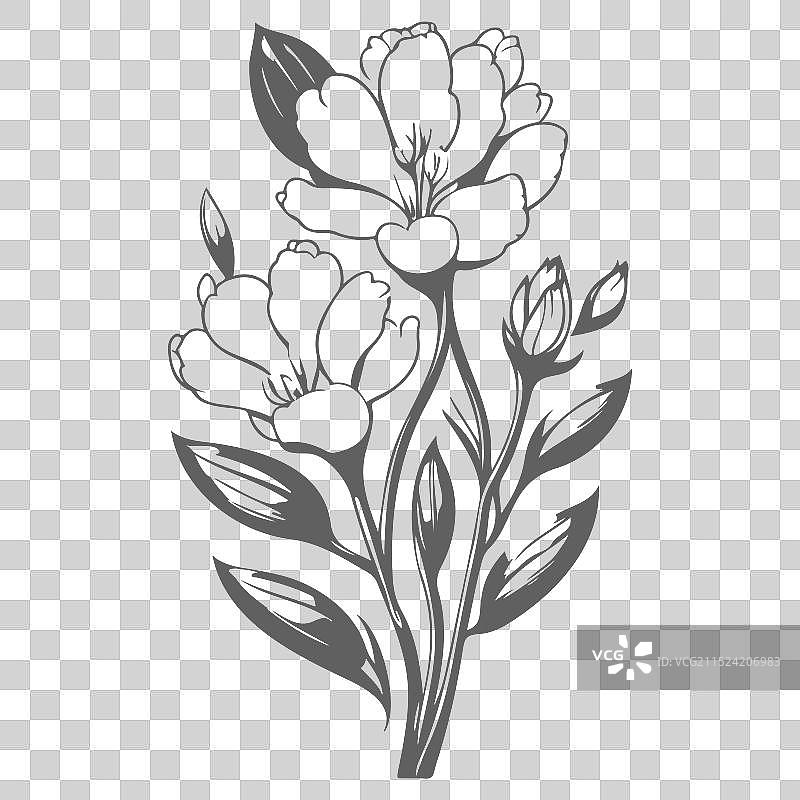 灰色小苍兰花卉素描图片素材