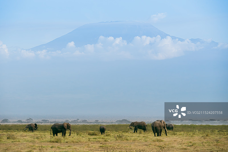 几头大象在安博塞利国家公园漫步，背景是乞力马扎罗山图片素材