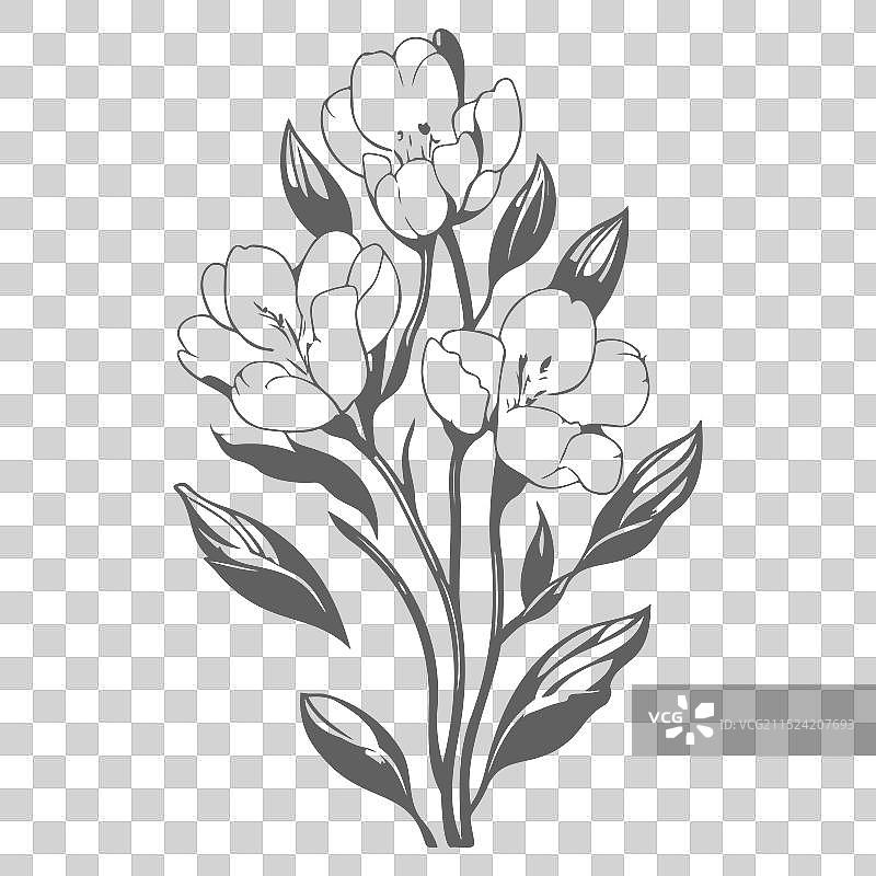 灰色小苍兰花卉素描图片素材