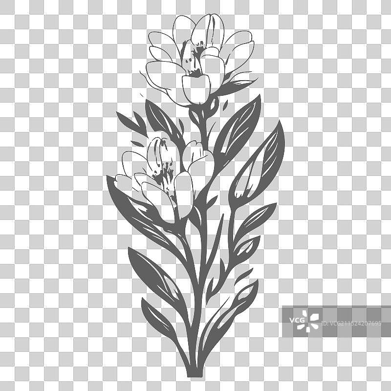 灰色小苍兰花卉素描图片素材