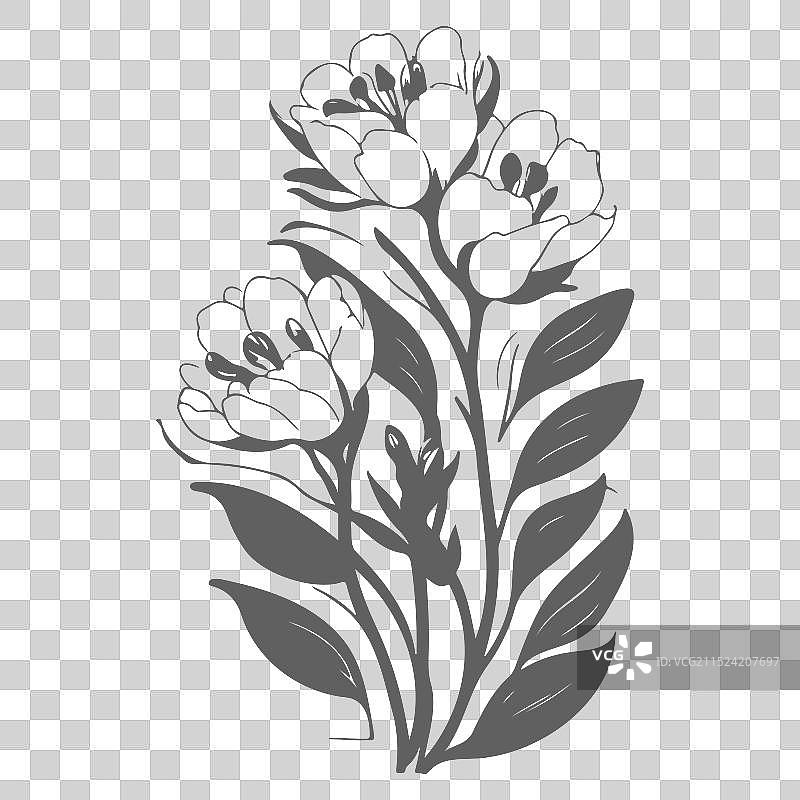 灰色小苍兰花卉素描图片素材