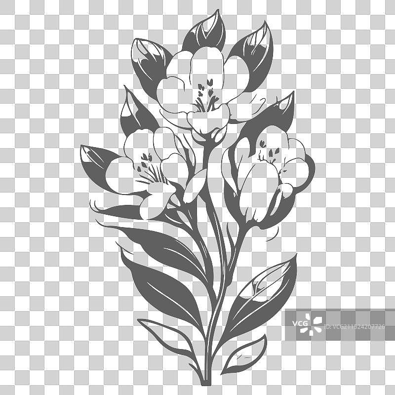 灰色小苍兰花卉素描图片素材