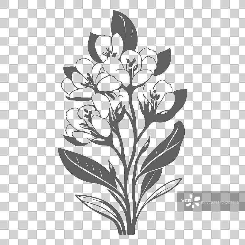 灰色小苍兰花卉素描图片素材