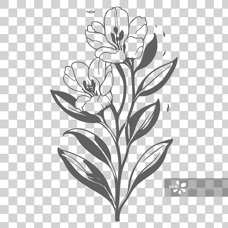 灰色小苍兰花卉素描图片素材