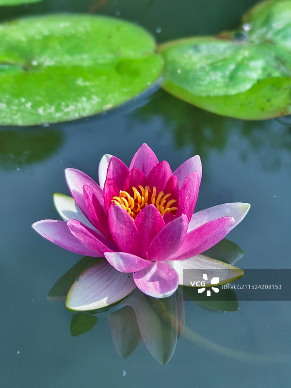 睡莲图片素材