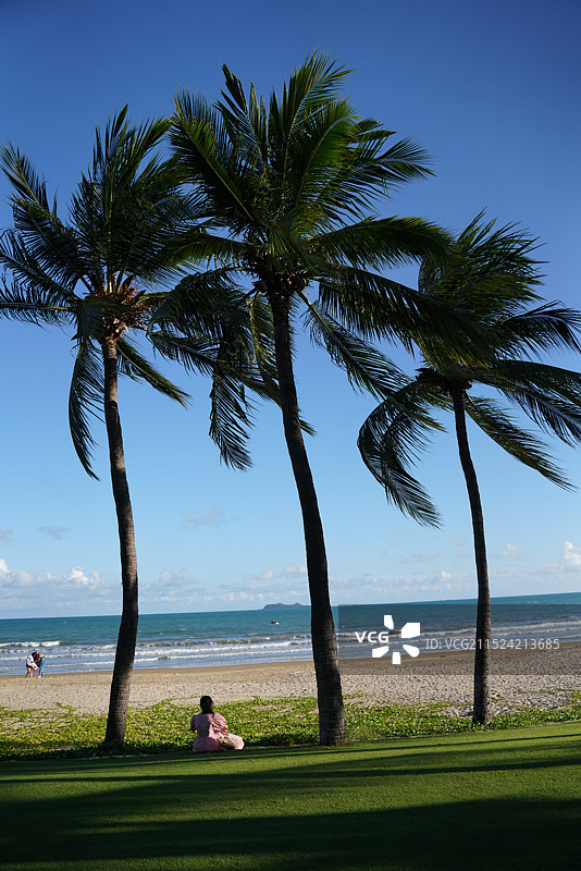 海边的椰叶树林图片素材