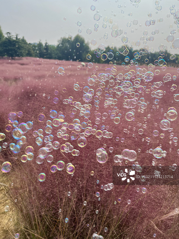 粉黛乱子草和泡泡图片素材