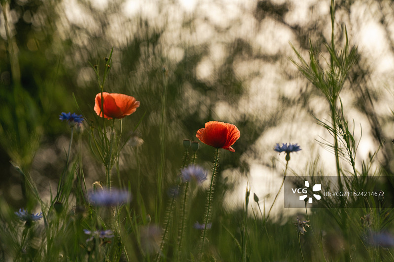 虞美人Papaver rhoeas图片素材