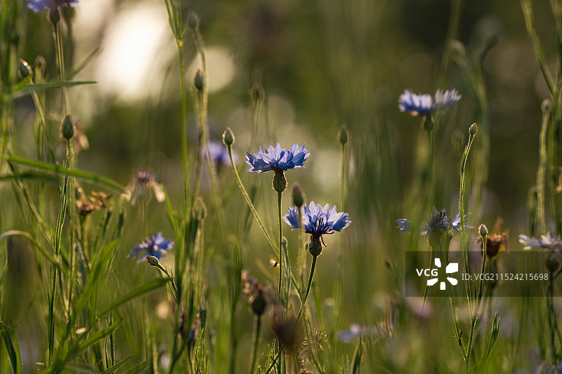 矢车菊Centaurea cyanus图片素材
