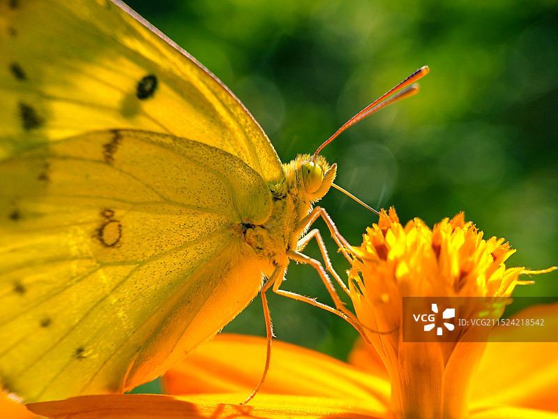 黄粉蝶图片素材