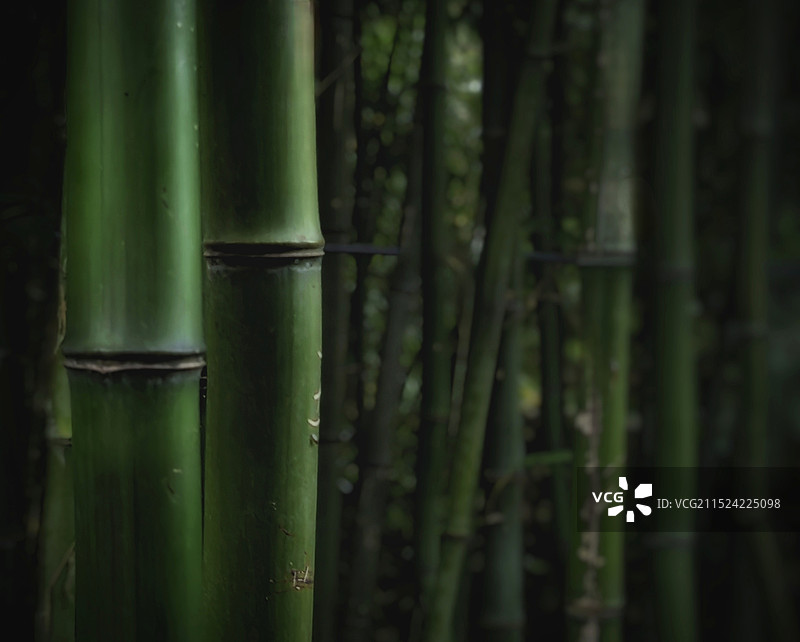 竹林图片素材