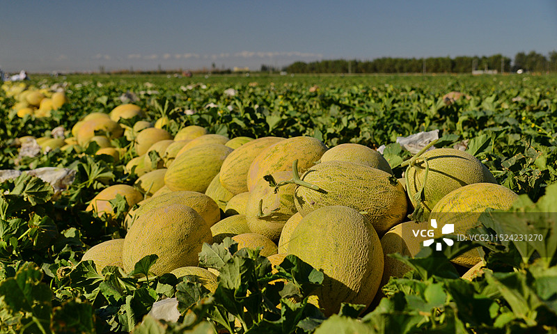 丰收的季节，哈密瓜堆满田野，新疆哈密，淖毛湖的哈密瓜成熟了图片素材