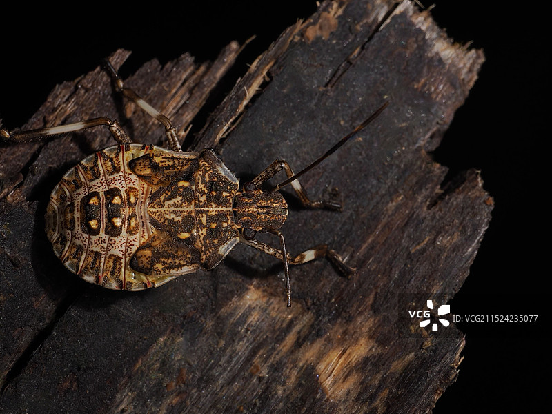 稻翅蝽图片素材