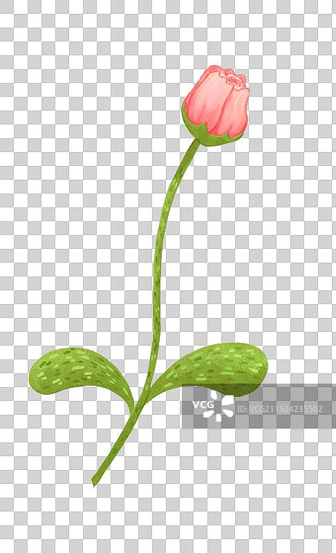 一枝粉红色的花图片素材