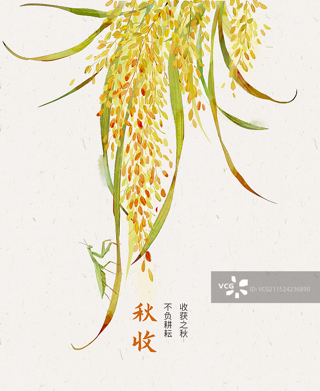 一丛水稻横版图片素材