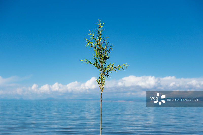 青海湖边屹立的树苗图片素材