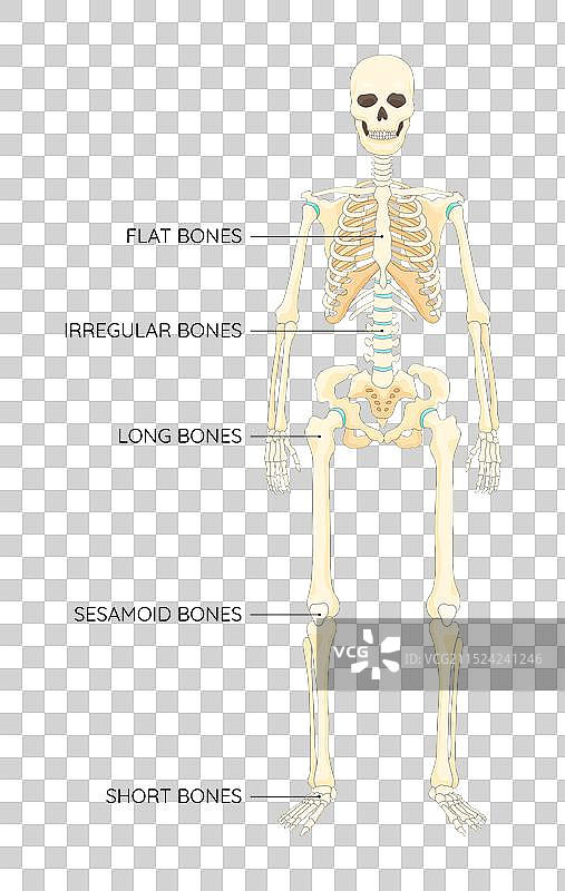 骨骼类型骨骼教育解剖图片素材