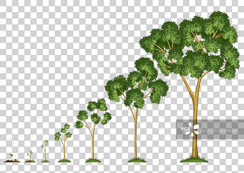 树木从种子到浇水的生长阶段图片素材