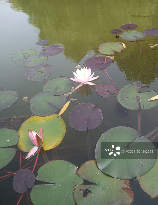 粉色莲花光影图片素材