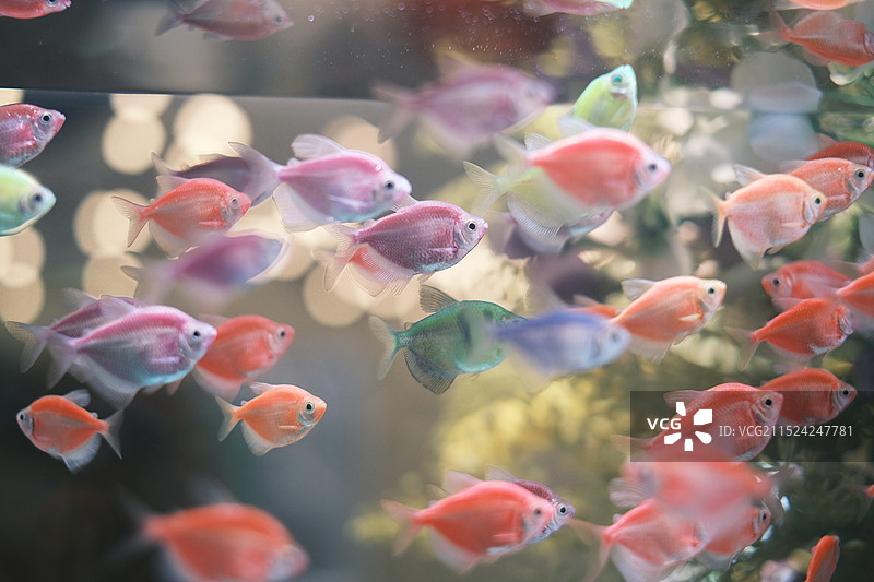 热带鱼电子鱼缸图片素材