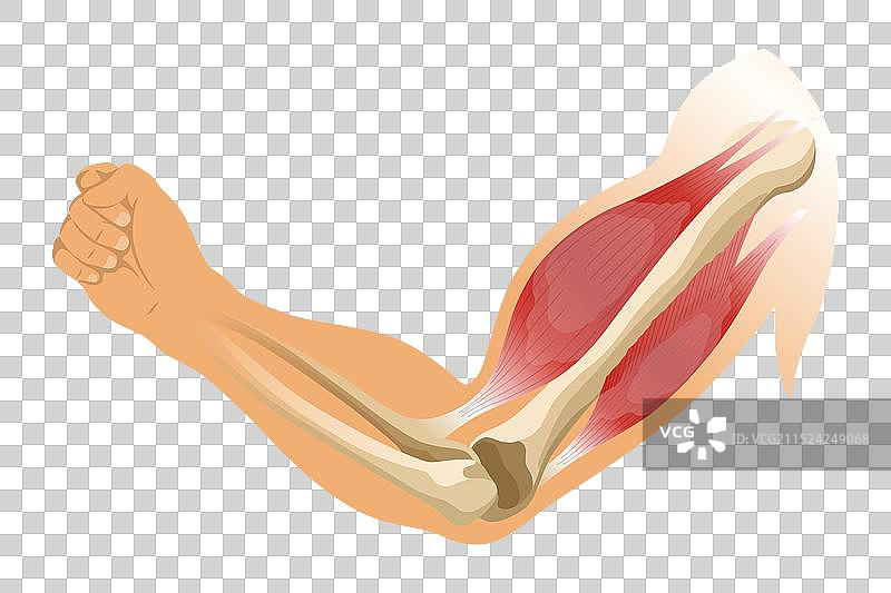 手臂肌肉肱二头肌与骨骼肌肉的张力图片素材