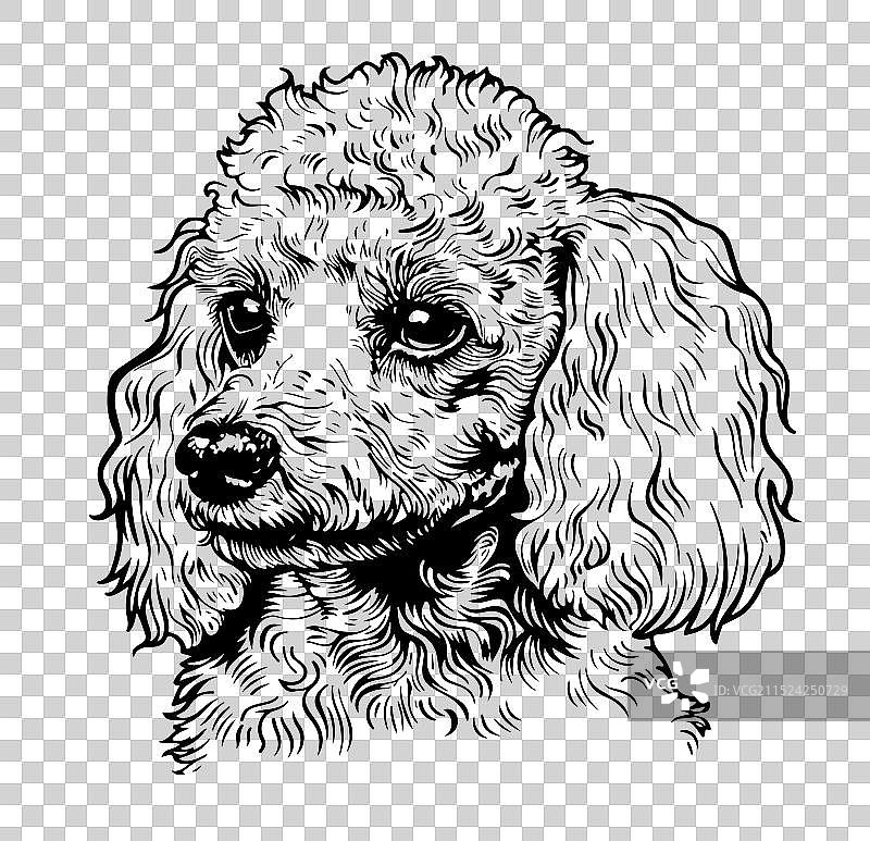 可爱的玩具贵宾犬肖像图片素材