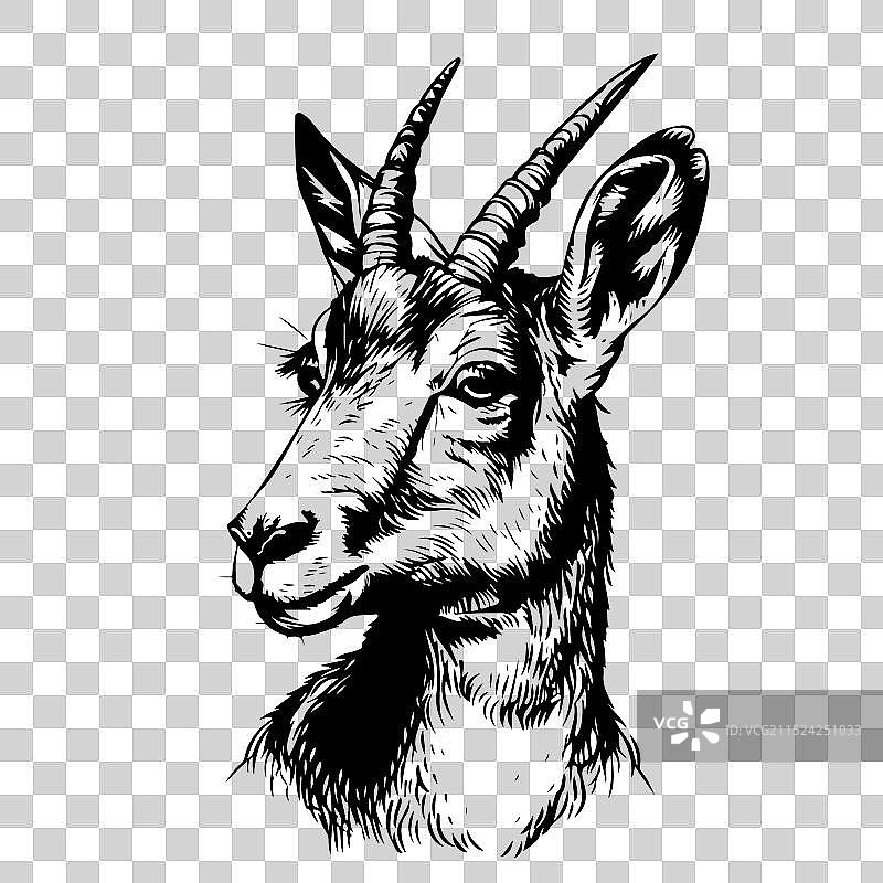 手绘山羊图片素材