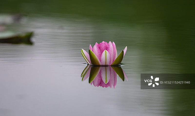 池塘中的荷花莲花图片素材