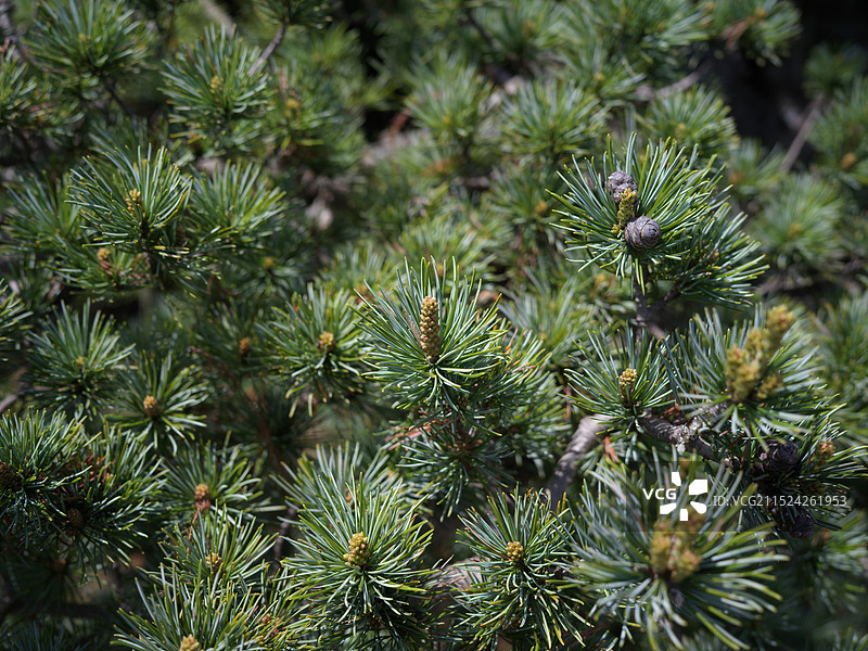 日本五针松图片素材