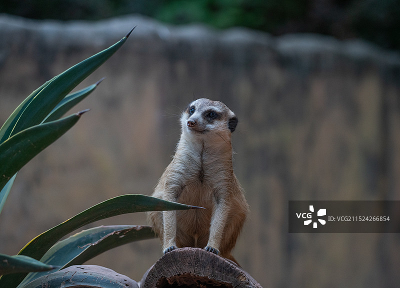 猫鼬远眺特写镜头图片素材