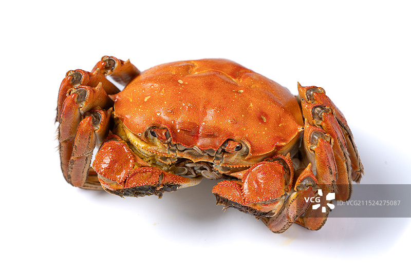 白色背景上一只捆绑着煮熟的螃蟹图片素材