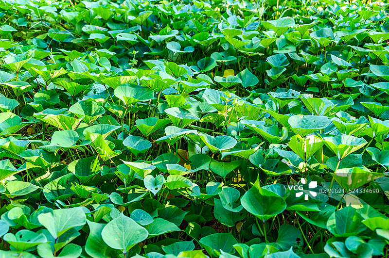 绿色生长的红薯地图片素材