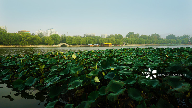 济南大明湖 西岸风景线  晨雾中图片素材