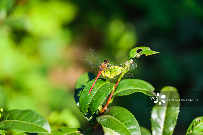 树枝上的一只蜻蜓图片素材