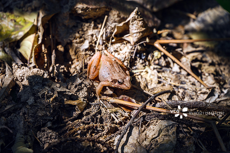 森林地上阳光下的一只棕色林蛙图片素材