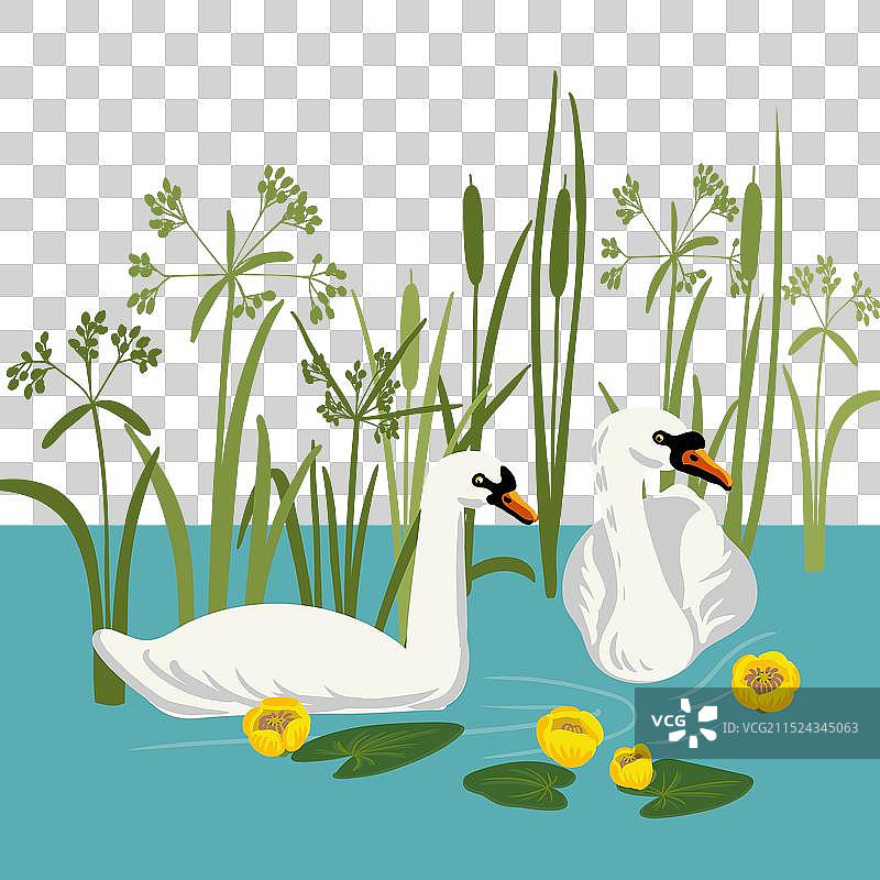 绘制白色天鹅图片素材