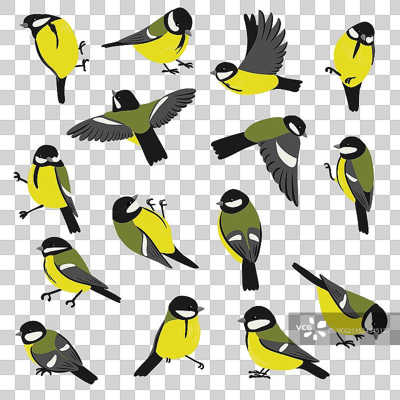 大山雀鸟类绘画图片素材