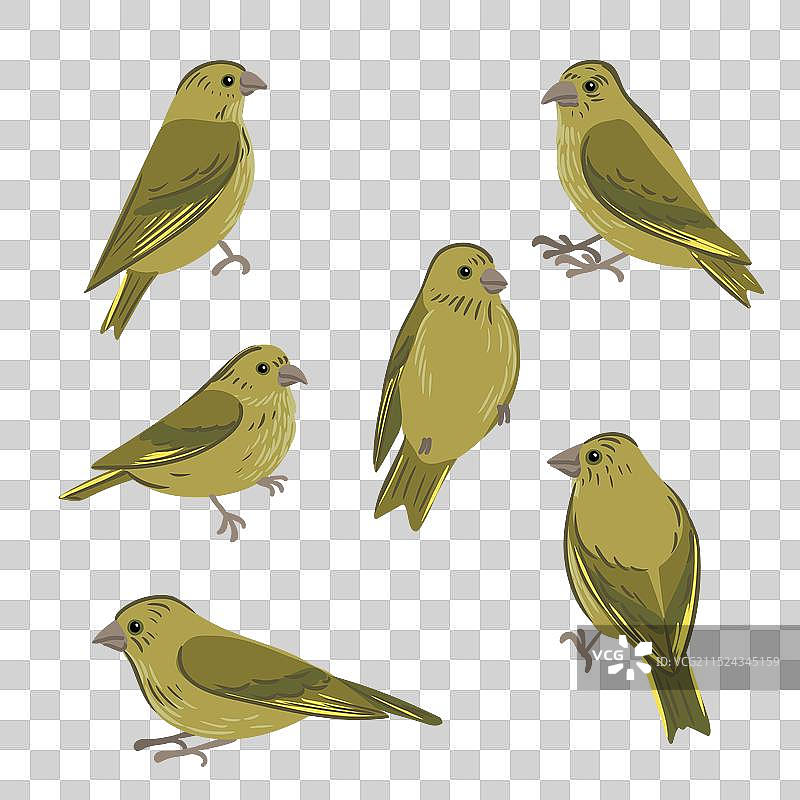 手绘欧洲金翅雀图片素材