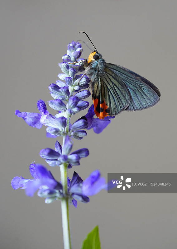 半黄绿弄蝶图片素材