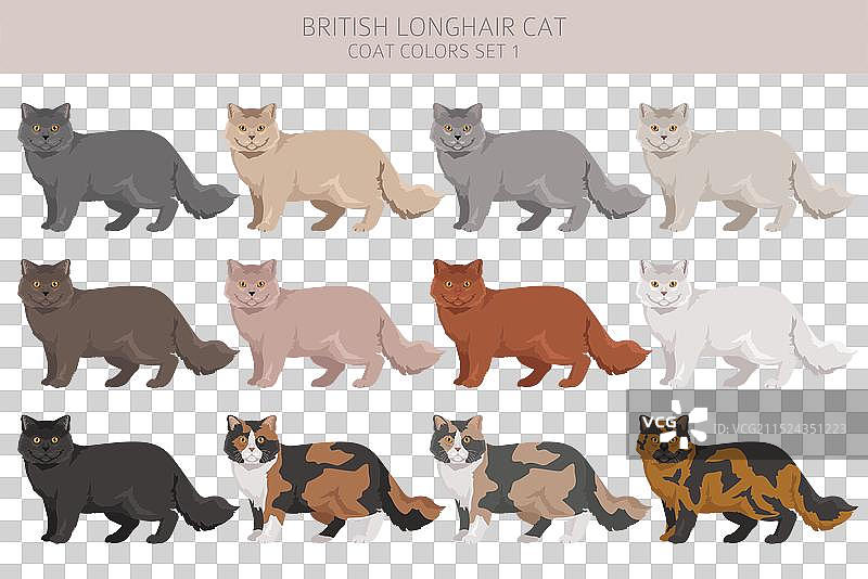 英国长毛猫剪贴画所有毛色图片素材