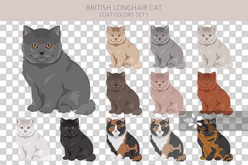 英国长毛猫剪贴画所有毛色图片素材