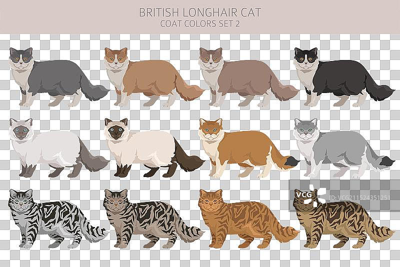 英国长毛猫剪贴画所有毛色图片素材