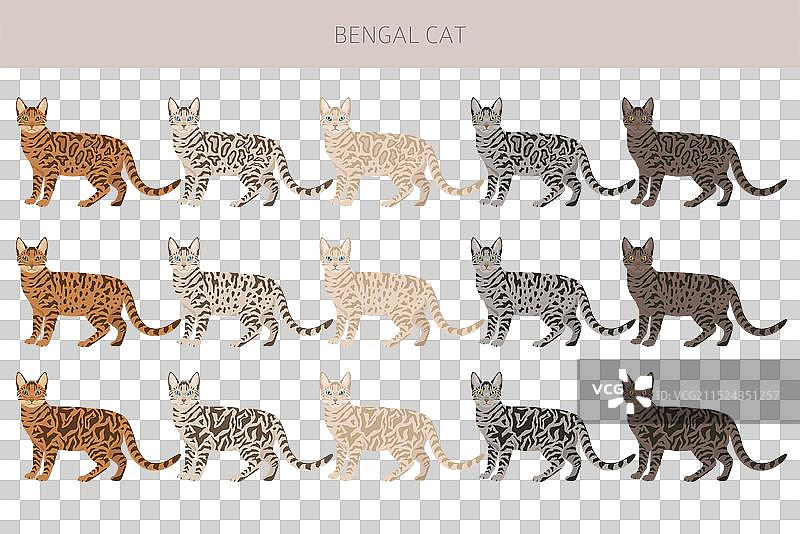 孟加拉猫剪贴画：所有毛色合集图片素材