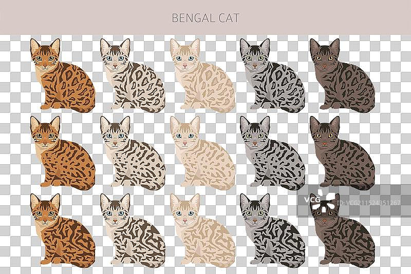 孟加拉猫剪贴画：所有毛色合集图片素材